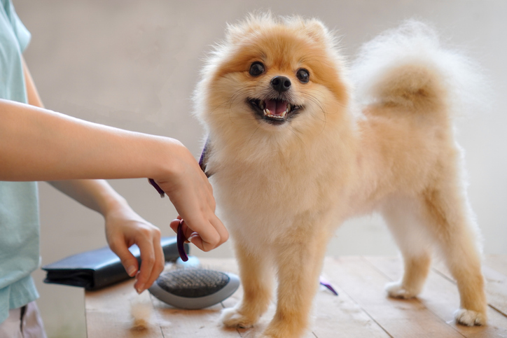 a female groomer giving haircut to a Pomeranian dog on the table