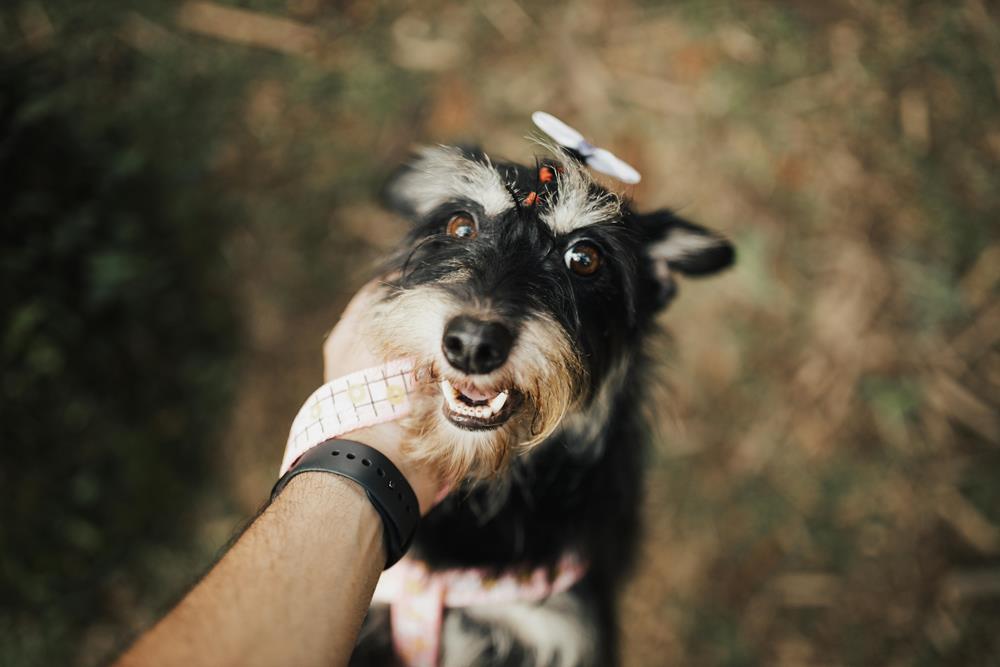 Why More Dog Owners Choose Head Collars