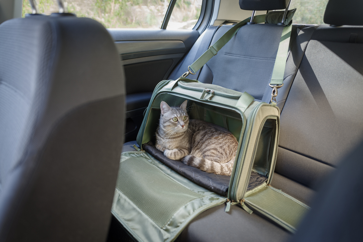 Cat in pet carrier on passenger seat of the car