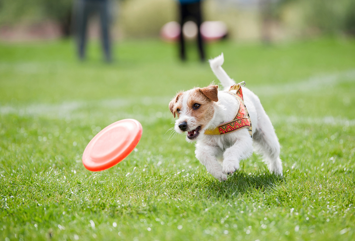 Small dog playing with disk