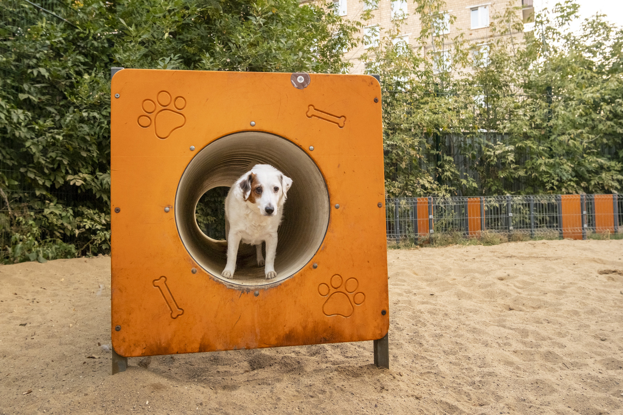 Dog in playground tunnel navigating play structure