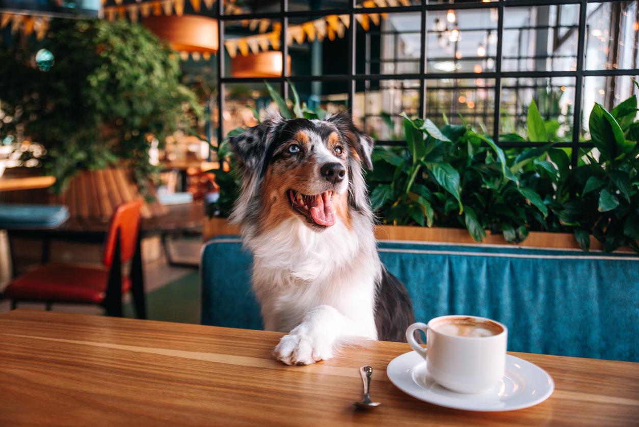 A beautiful Australian Shepherd dog sitting in a dog friendly cafe
