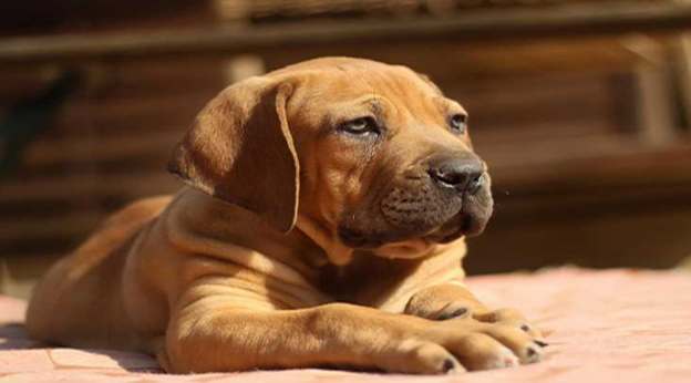 Things To Know Before Buying Elite Boerboels Puppies for Sale