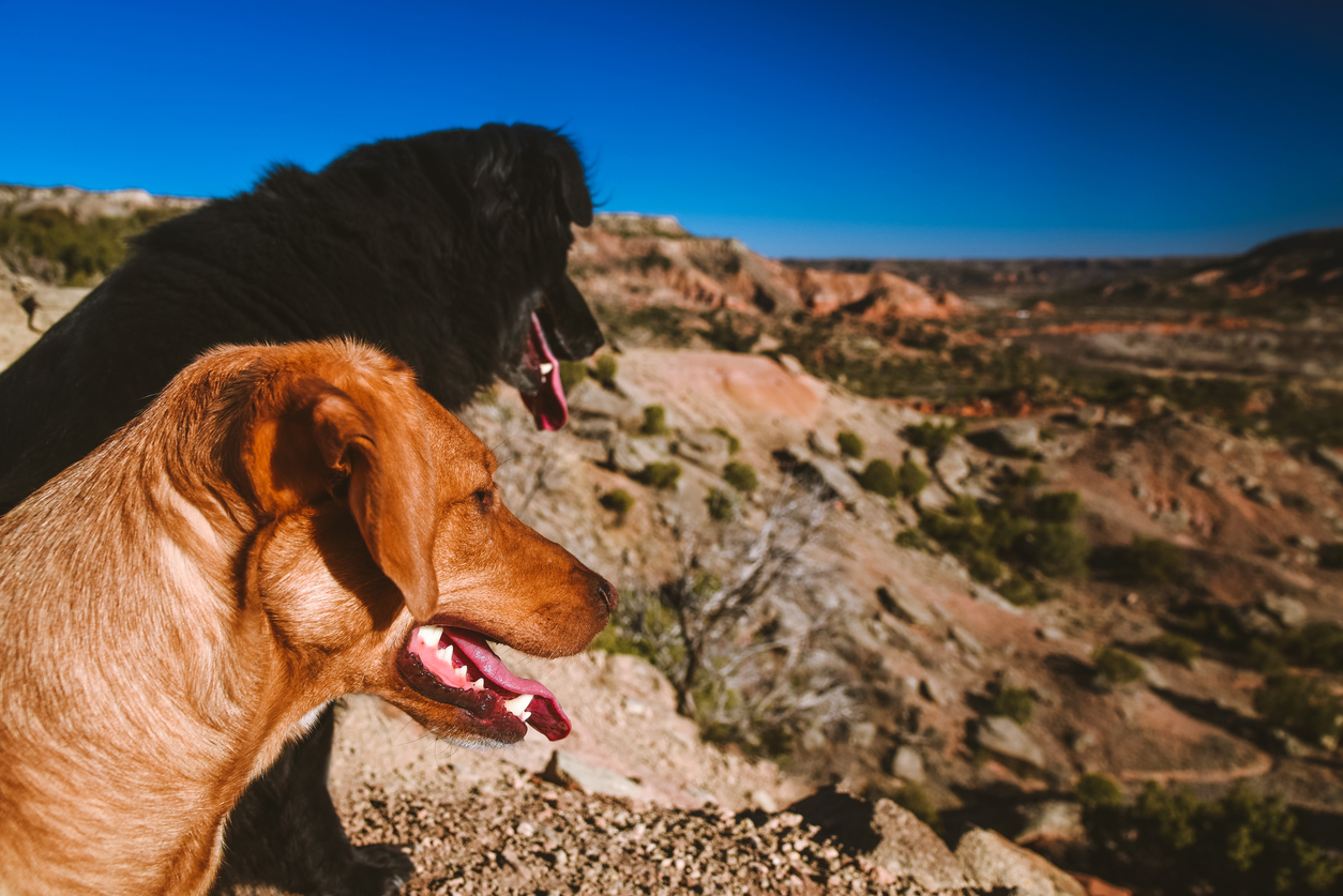 Dog at Palo Duro Canyon in North Texas
