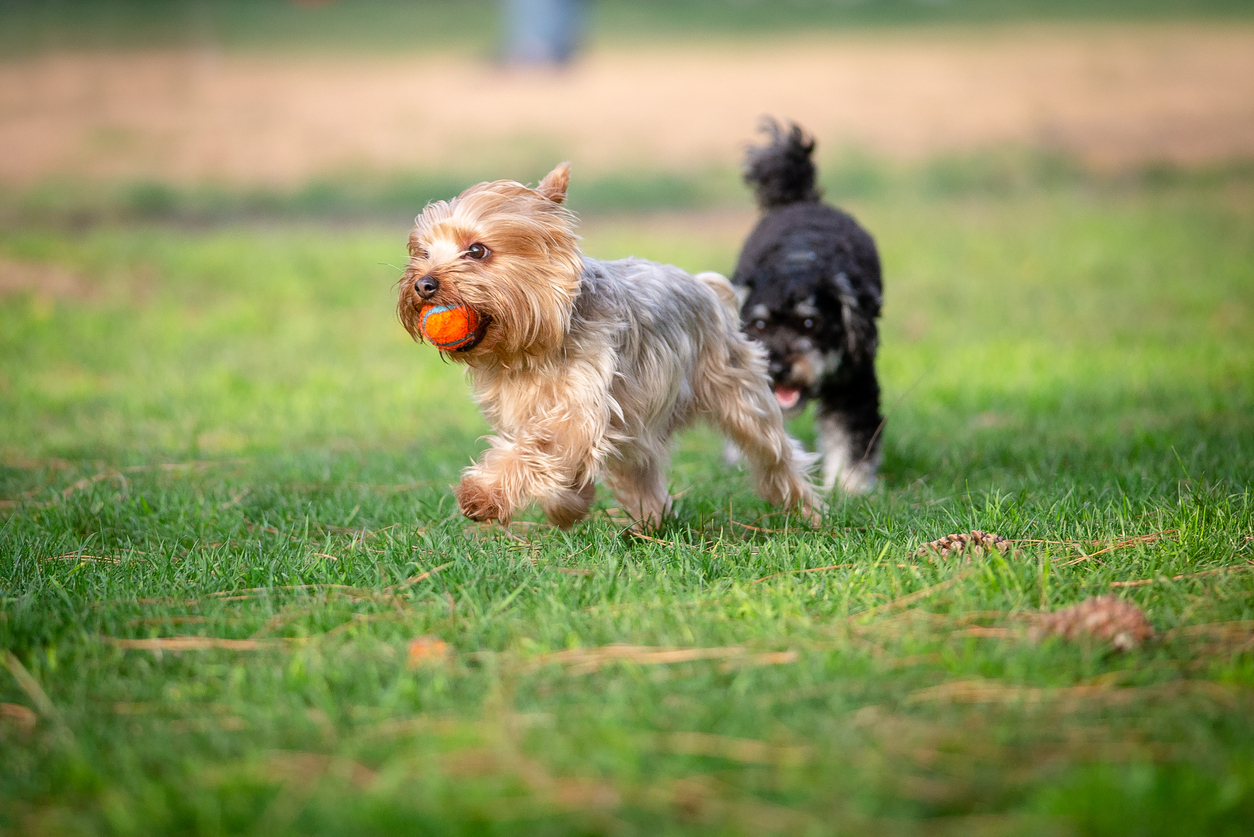 Yorkshire Terrier running on a grass field playing fetch