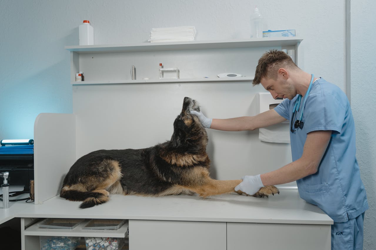 The Importance of Orthopaedic Care for Pets