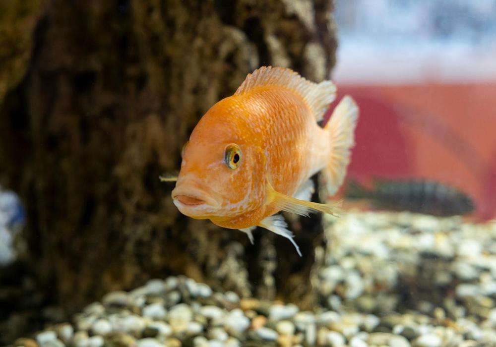 Small vs Large Aquariums: Pros and Cons for New Fish Keepers