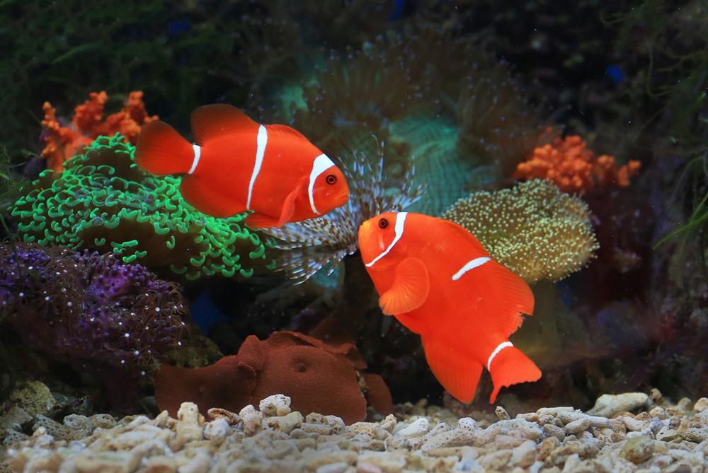 The Benefits of Aquariums in Reception Areas and Waiting Rooms