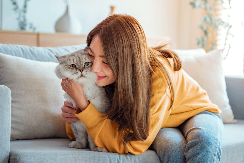 Happy young Asian woman hugging cute grey Persian cat on couch in living room at home, Adorable domestic pet concept
