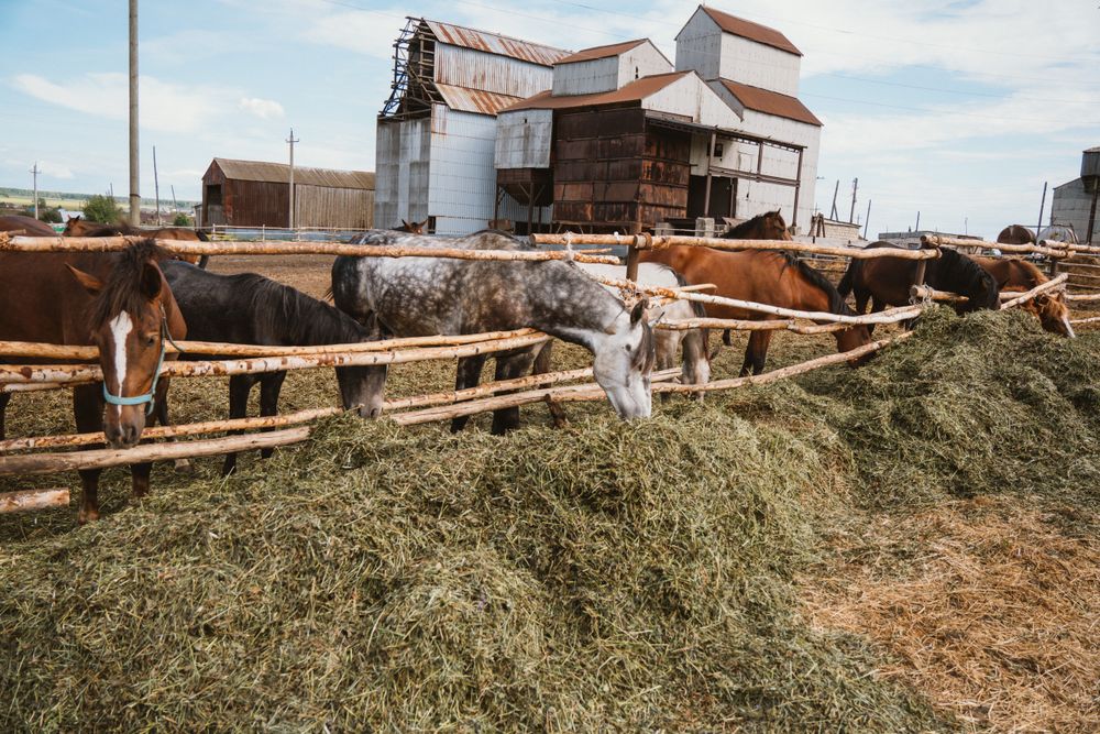 How Much Hay Should a Horse Eat Per Day?