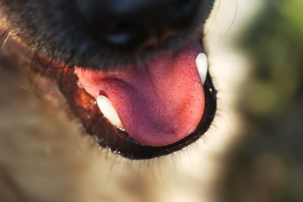 Why Does My Dog Have Bad Breath? 5 Common Causes and What Owners Can Do