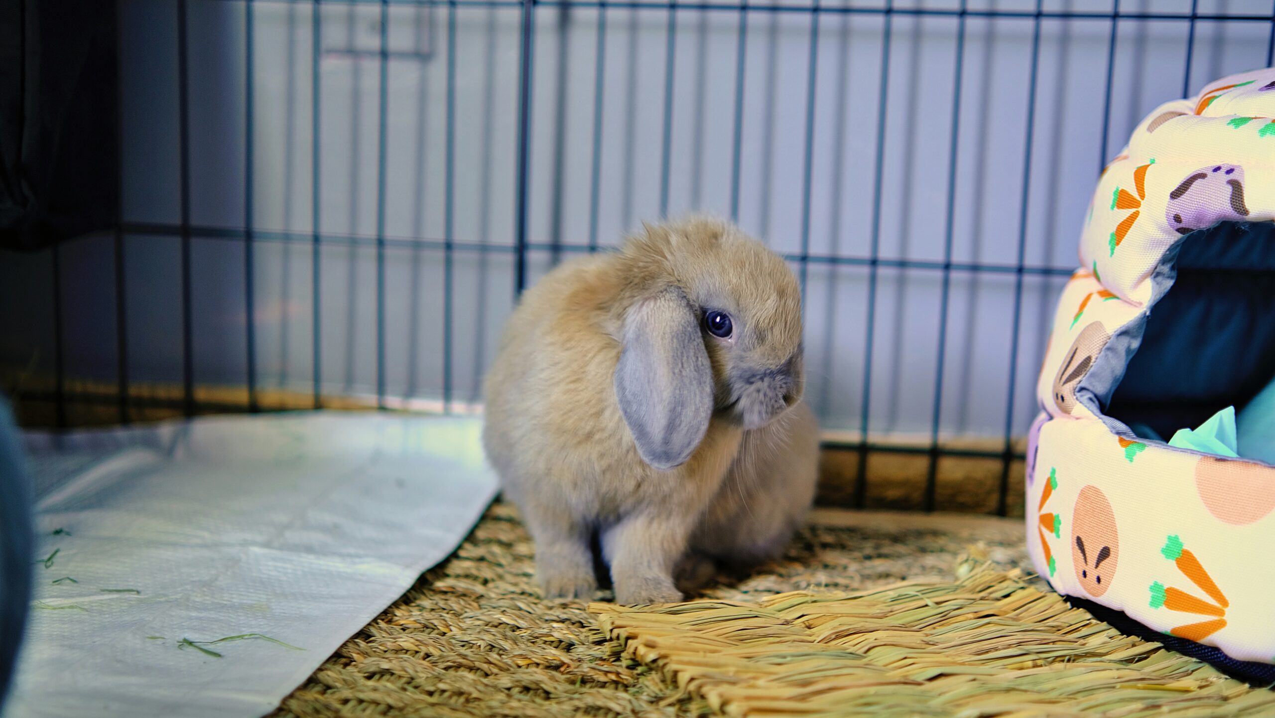 Holland Lop