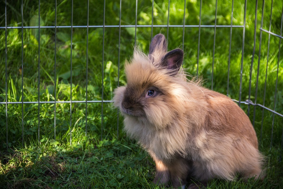 Lionhead rabbit