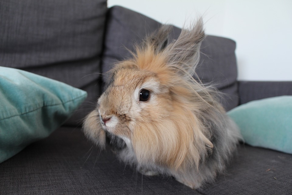 The Angora