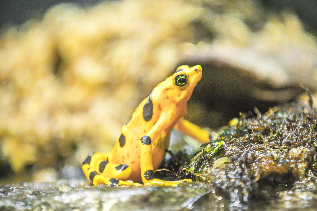 Atelopus