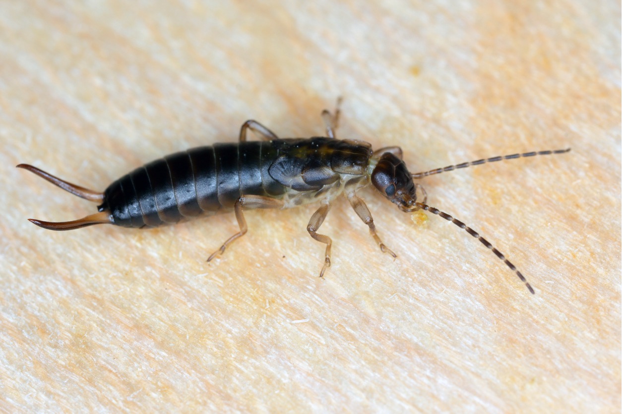 Earwig 