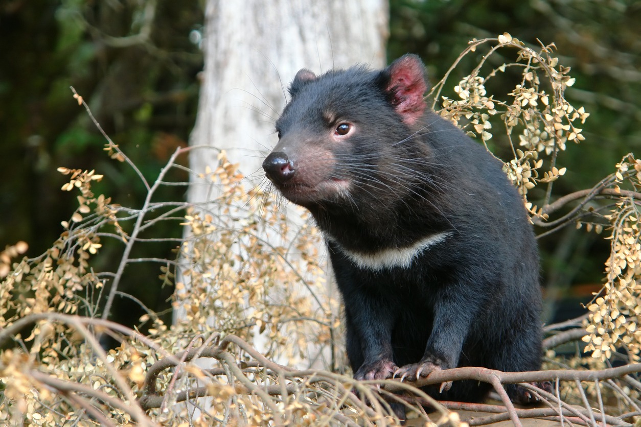 Tasmanian devil