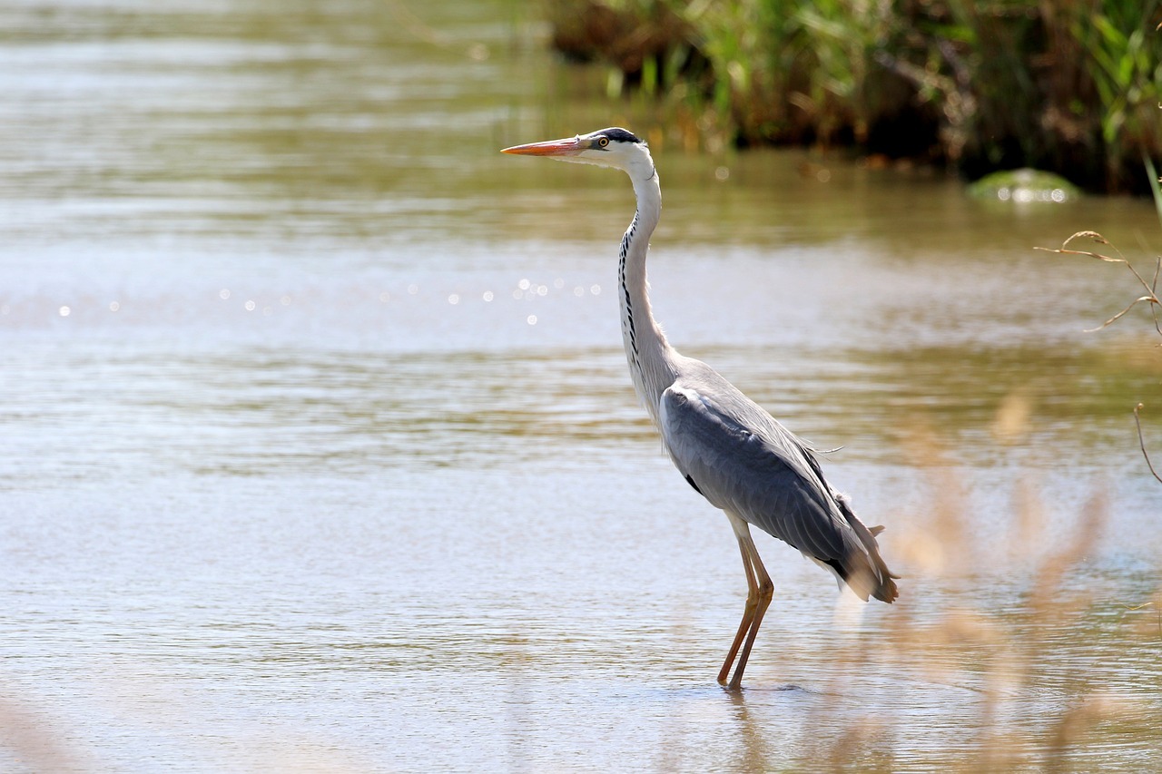 Whooping Crane
