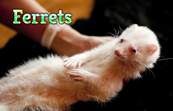 Ferrets