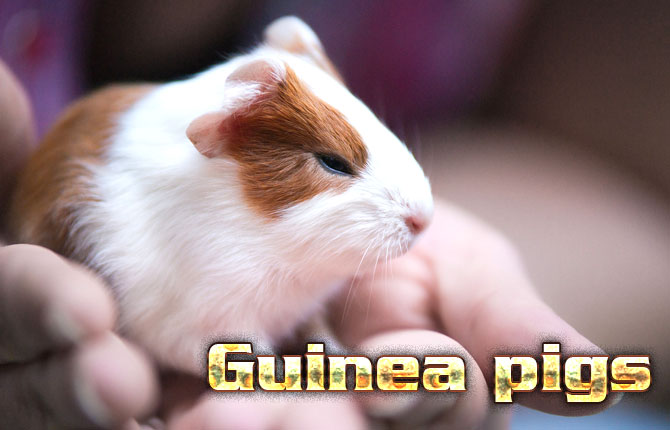 Guinea pigs