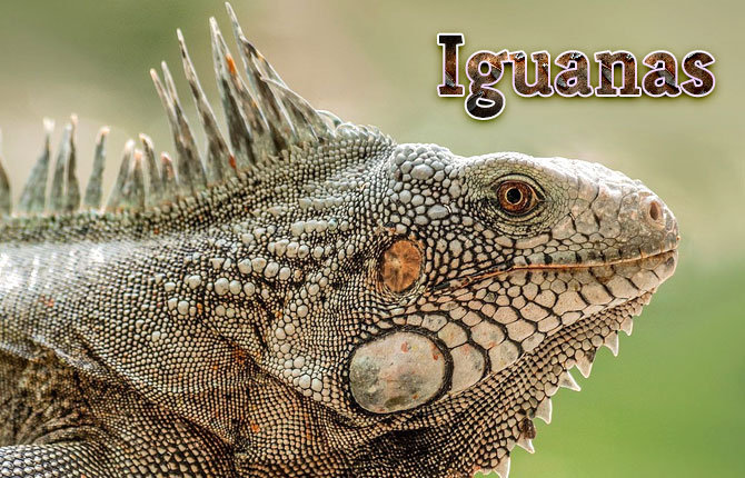 Iguanas
