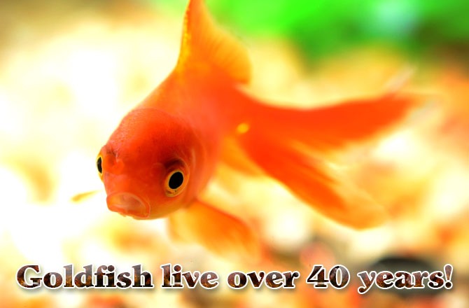 Goldfish live over 40 years