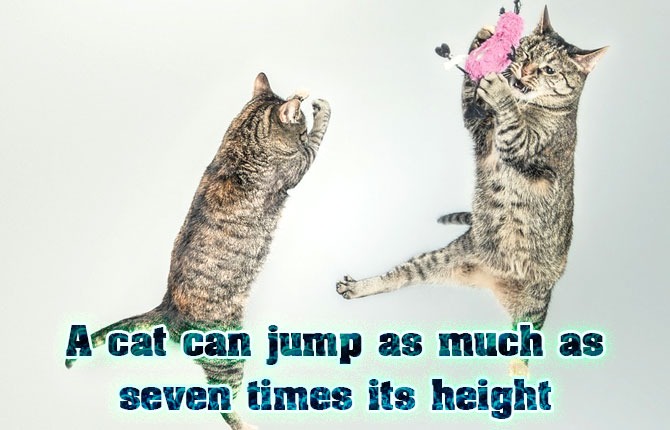 Cat Jump