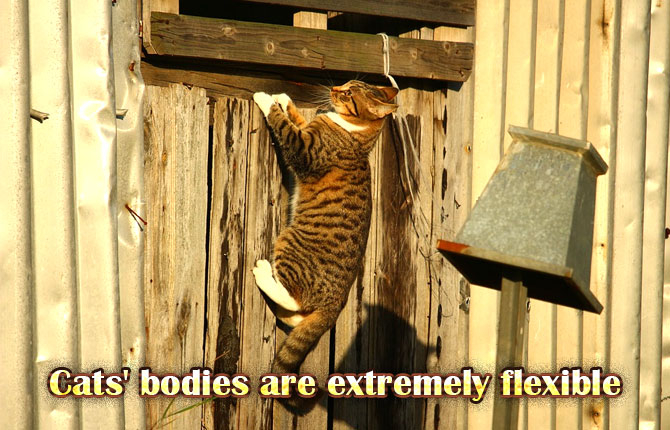 Cat flexible body