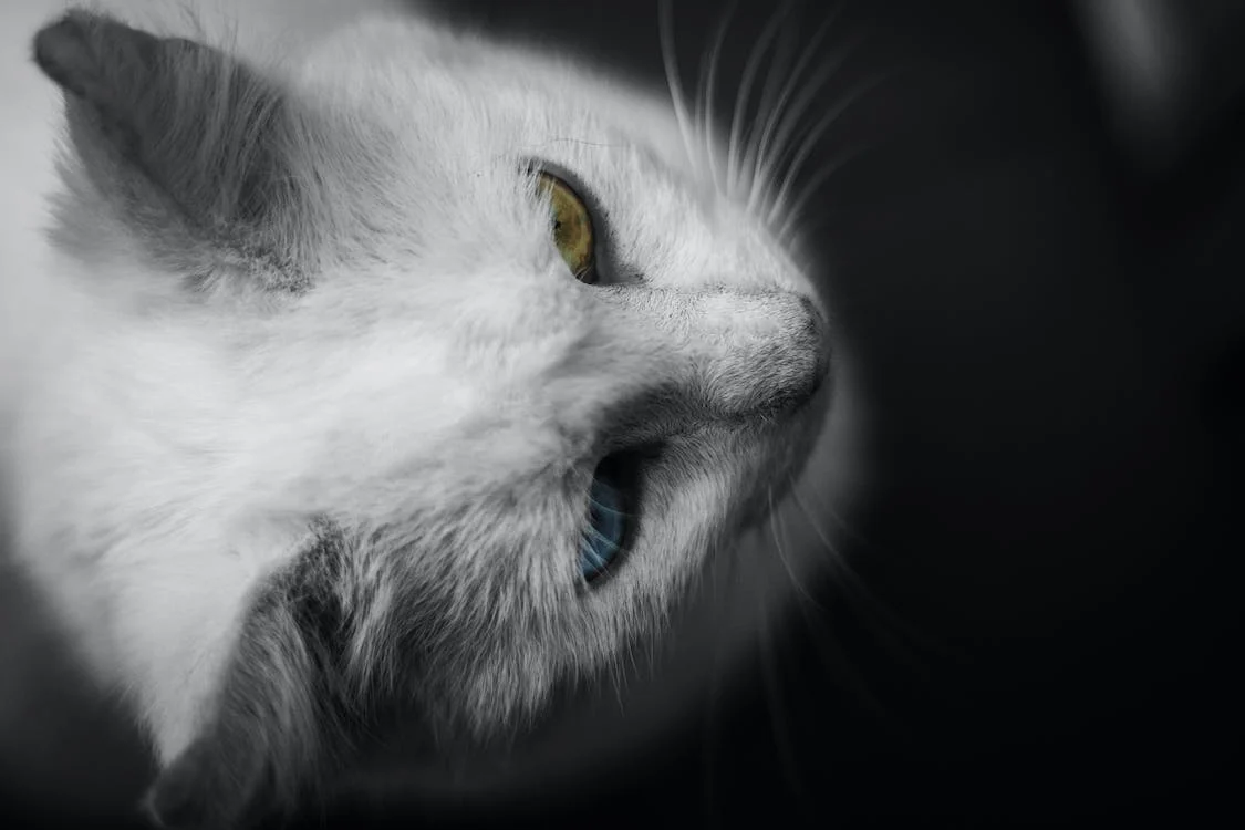 Cats Have About 20 Muscles That Control Their Ears