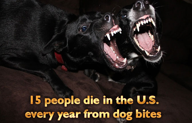 15 people die in US per year from dog bites
