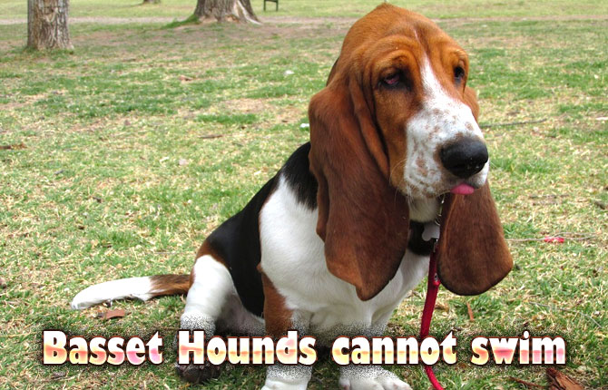 Basset Hounds cannot swim