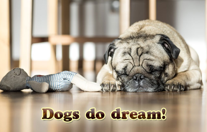 Dogs do dream