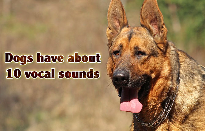 Dogs vocal sounds
