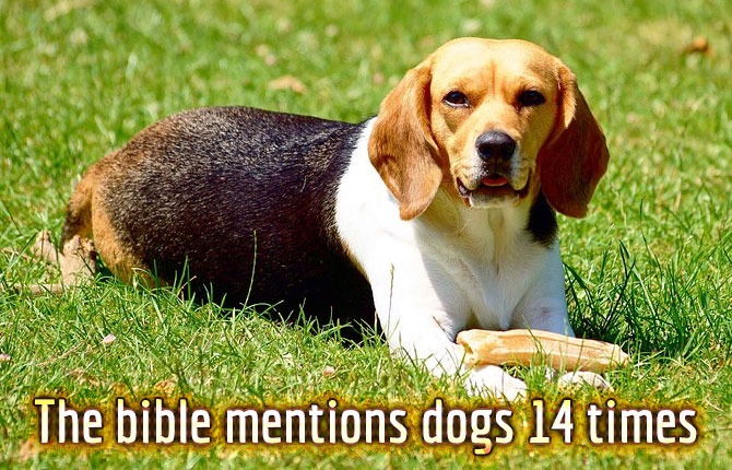 The bible mentions dogs 14 times