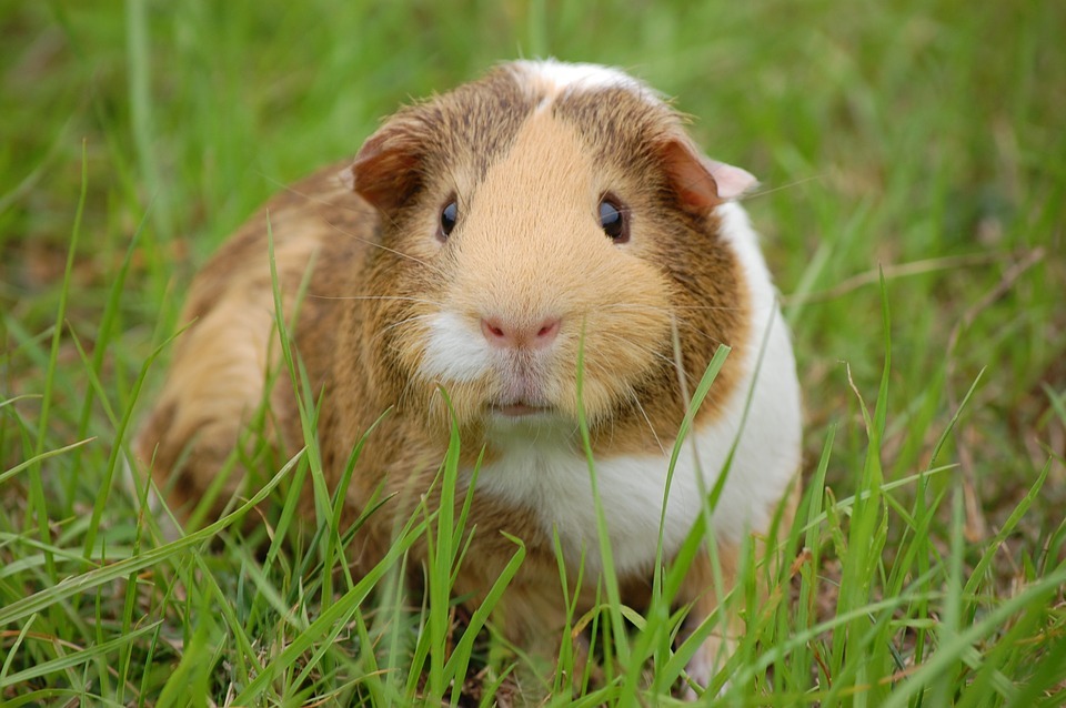 Interesting Facts about Guinea Pigs