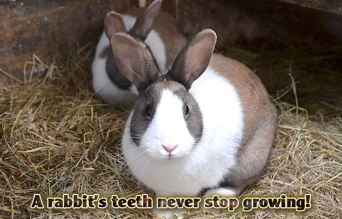 A rabbits teeth never stop growing