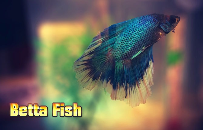 Betta Fish