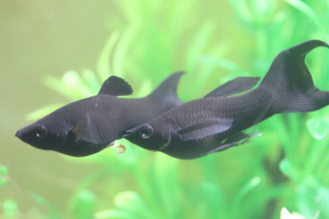 Black Molly