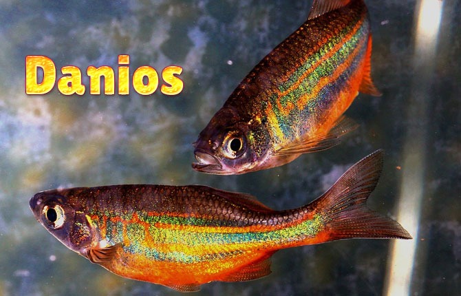 DANIOS