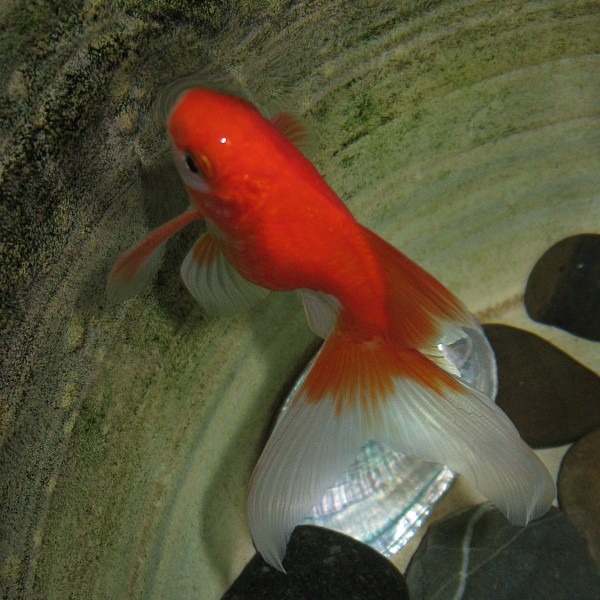 Fantail Goldfish