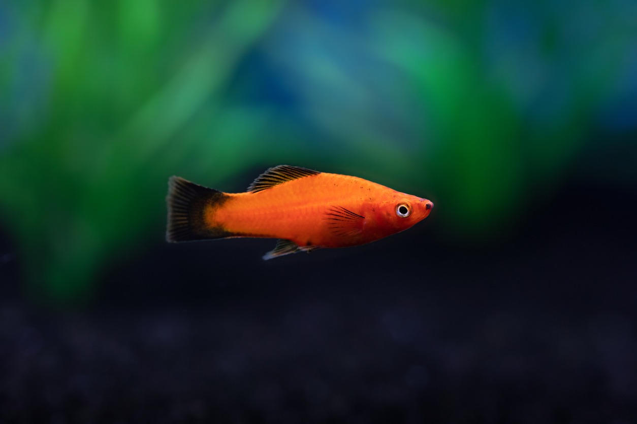 Red Platy Fish