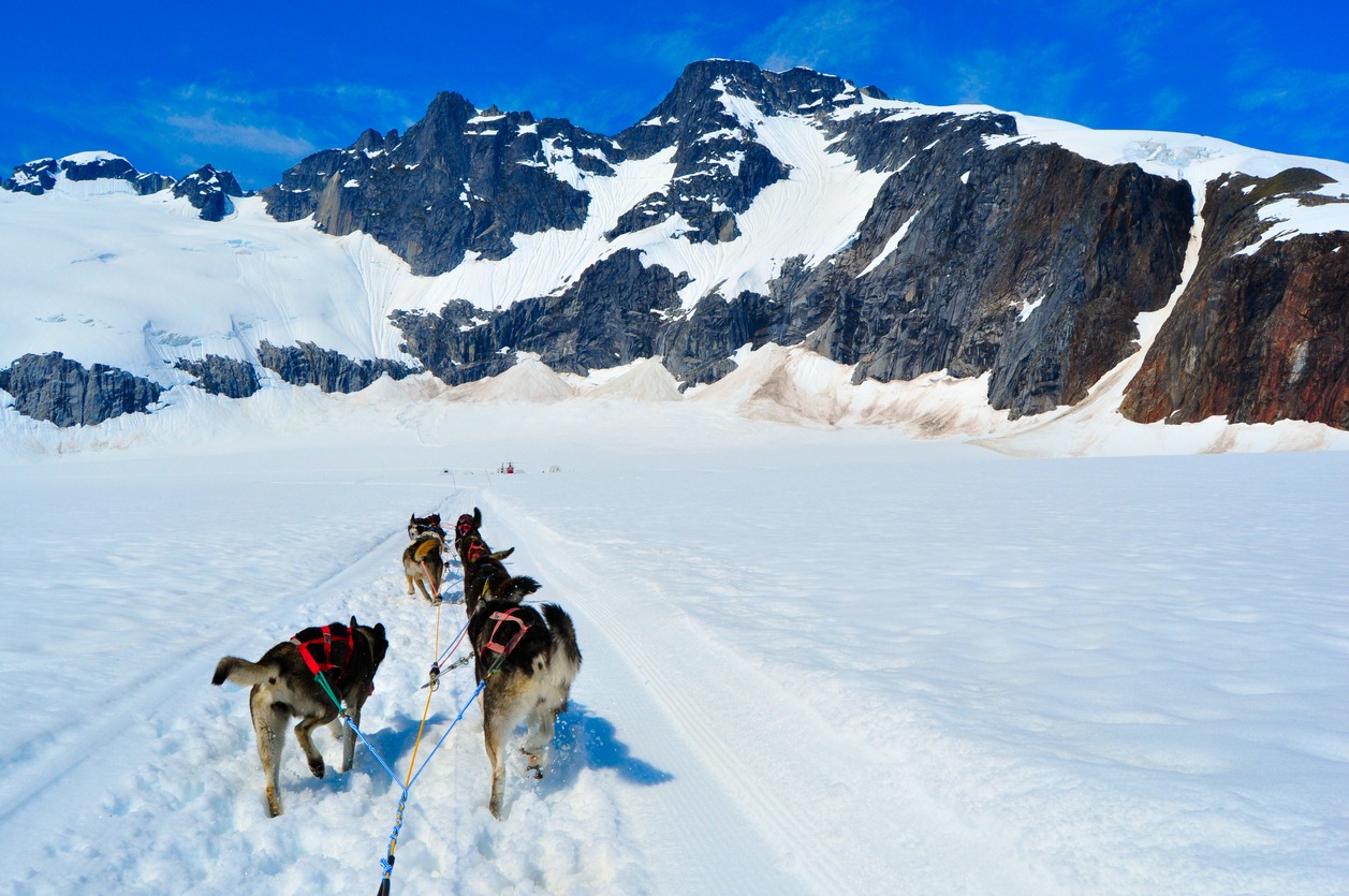 Husky Dogs Pulling Dog Sled