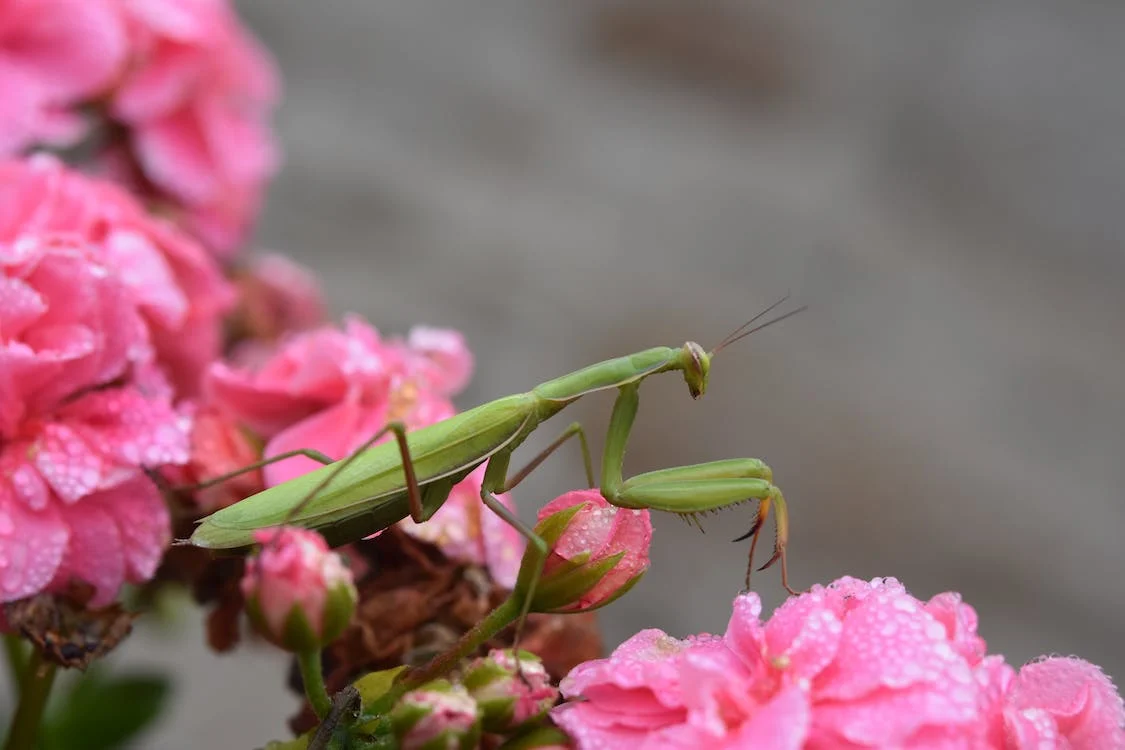 Praying mantis