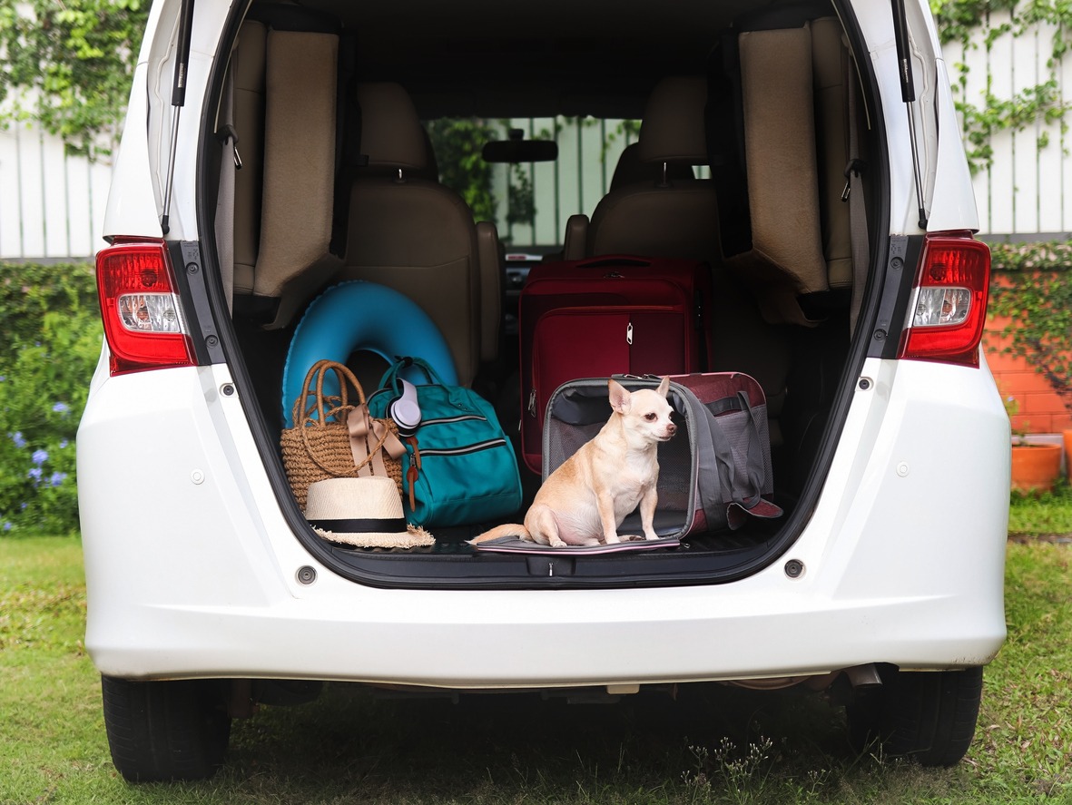 dog in a carrier at the back of the car