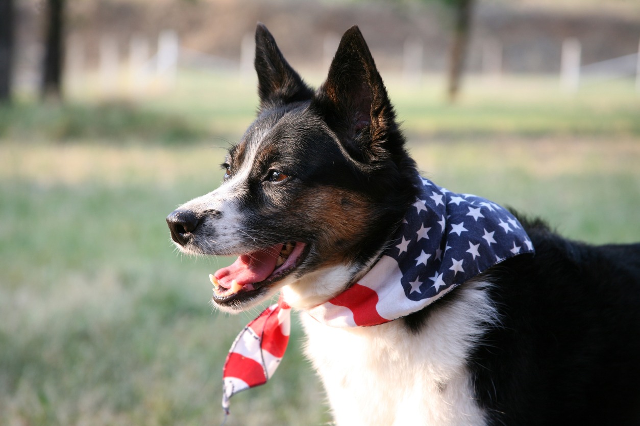 dog with American flag