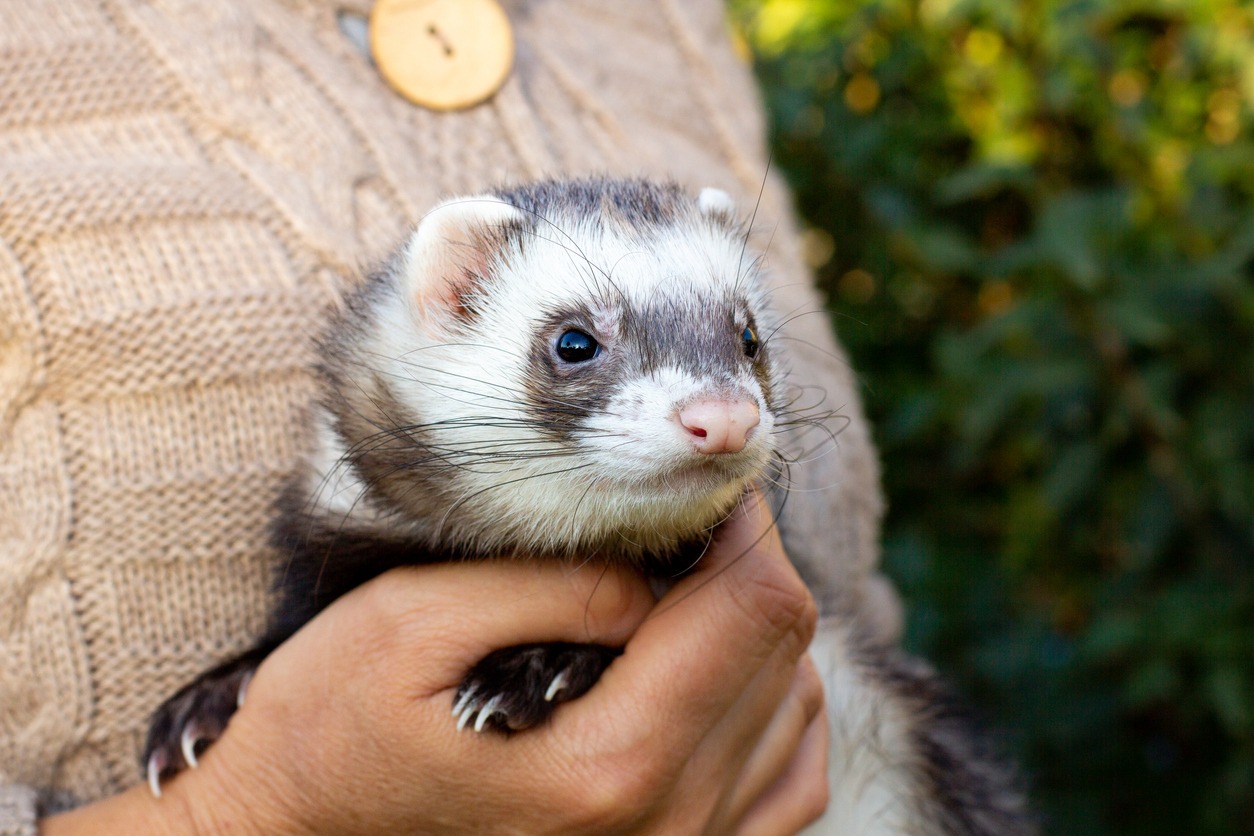 ferret 