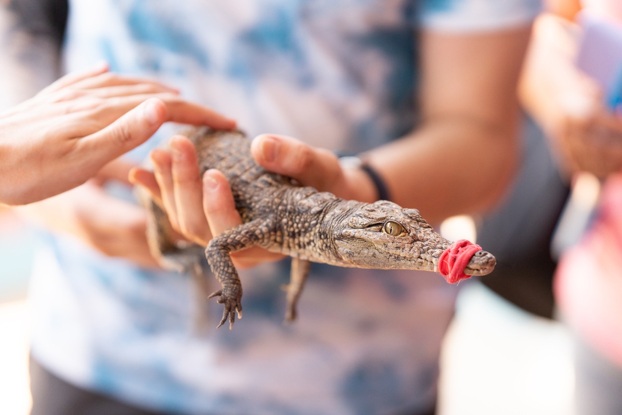 person holding baby crocodile