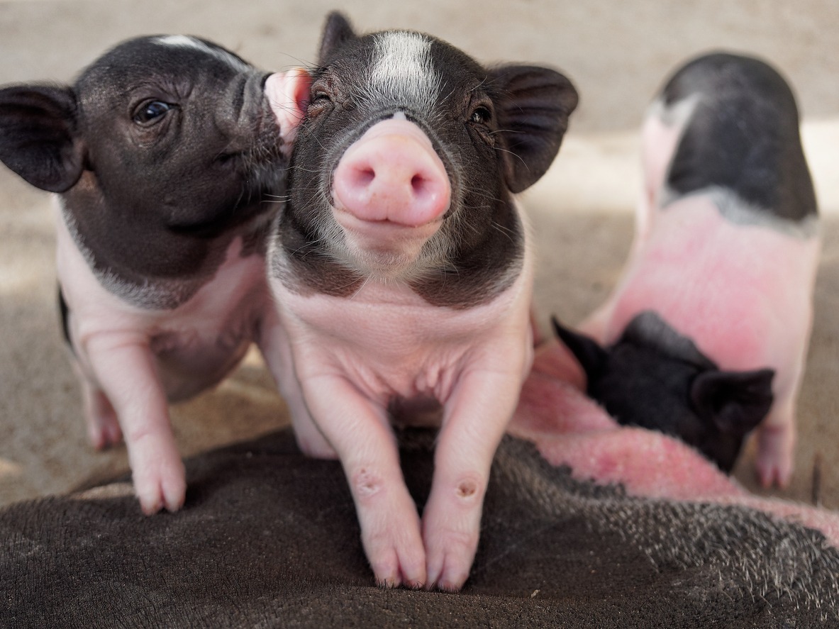pink and black piglets