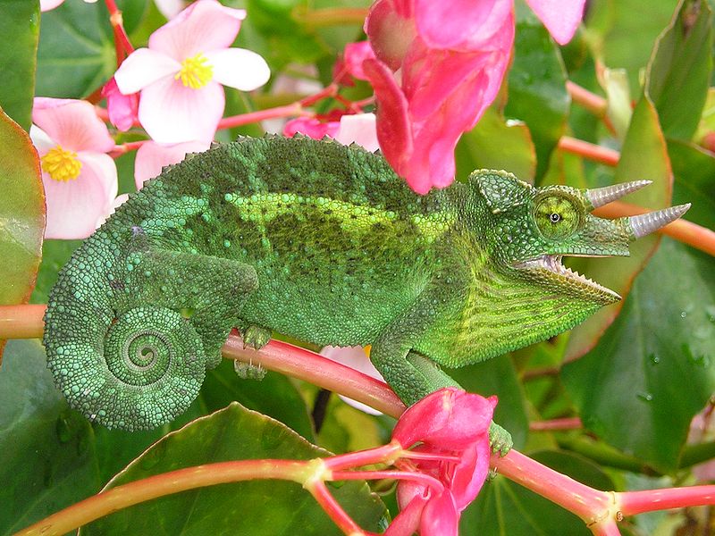 feral Jackson's Chameleon