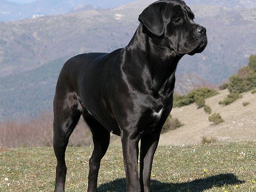 The Cane Corso Italiano Beloved Dog of Italy Did You